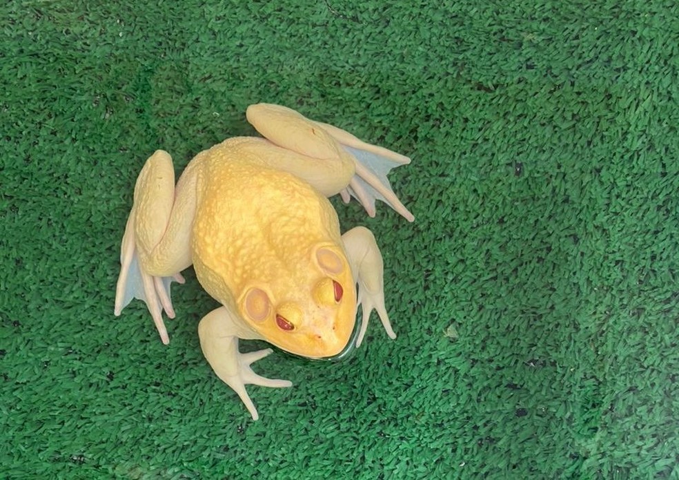 Influencer detido pela PF com animais sem licença no RN — Foto: Divulgação/PF