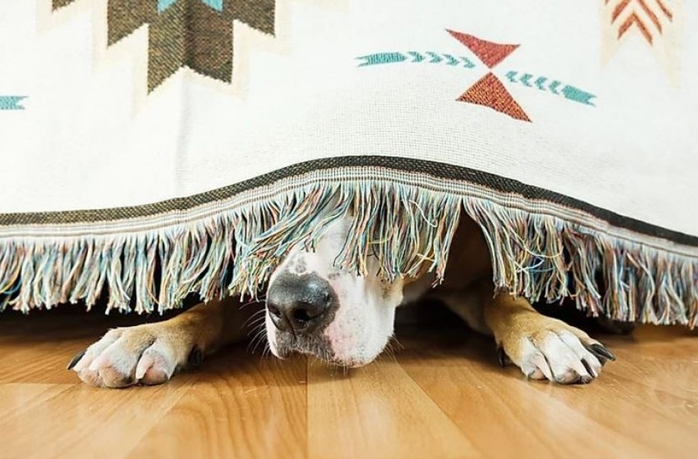 Veja como amenizar o estresse dos pets durante o barulho da queima de fogos — Foto: Divulgação