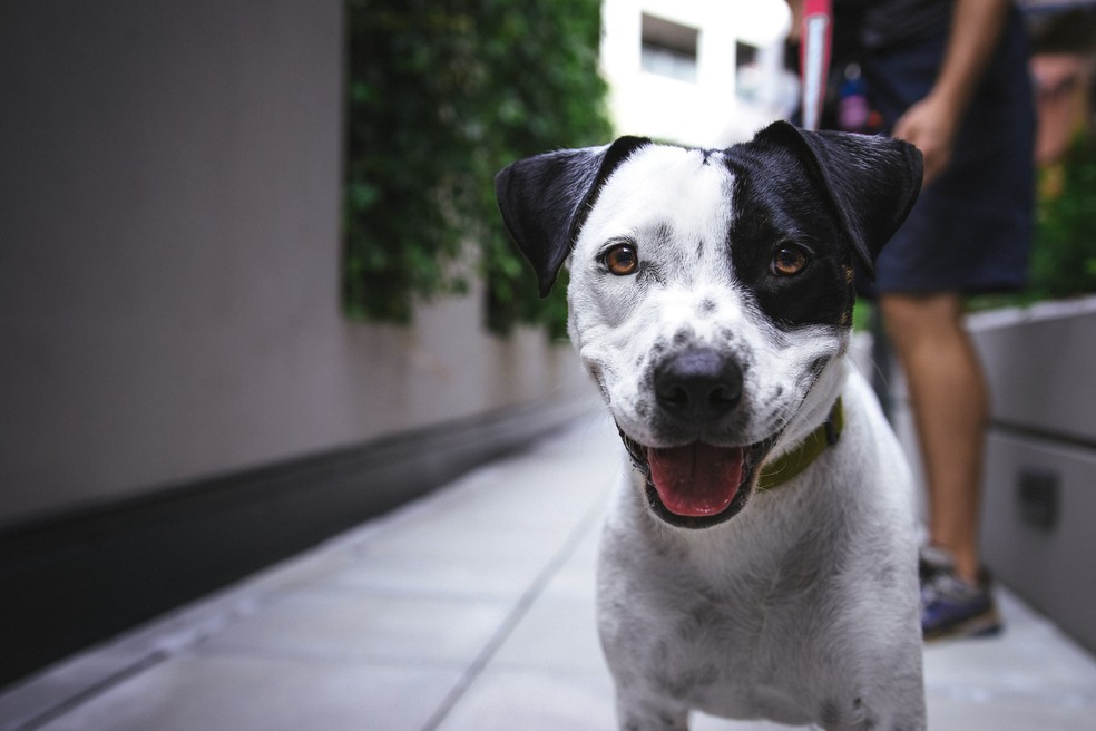 O texto com as normas foi publicado em Diário Oficial do Município (DOM) nesta terça-feira (5). — Foto: Justin Veenema/Unsplash