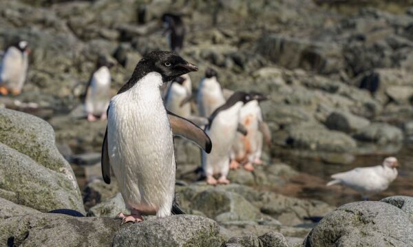 Pinguins na parte oriental da península da Antártida
17/01/2022 REUTERS/Natalie Thomas
