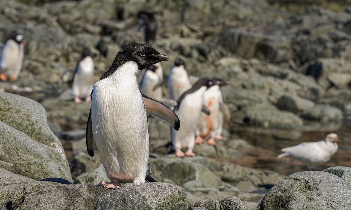Pinguins na parte oriental da península da Antártida
17/01/2022 REUTERS/Natalie Thomas
