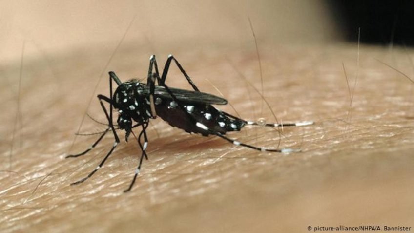 Aedes Aegypti
