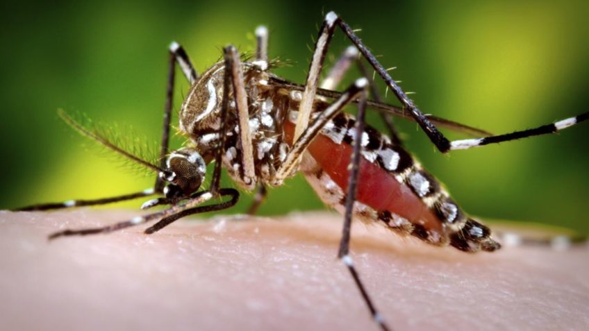 Mosquito Aedes aegypti