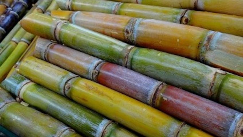 cana-de-acúcar