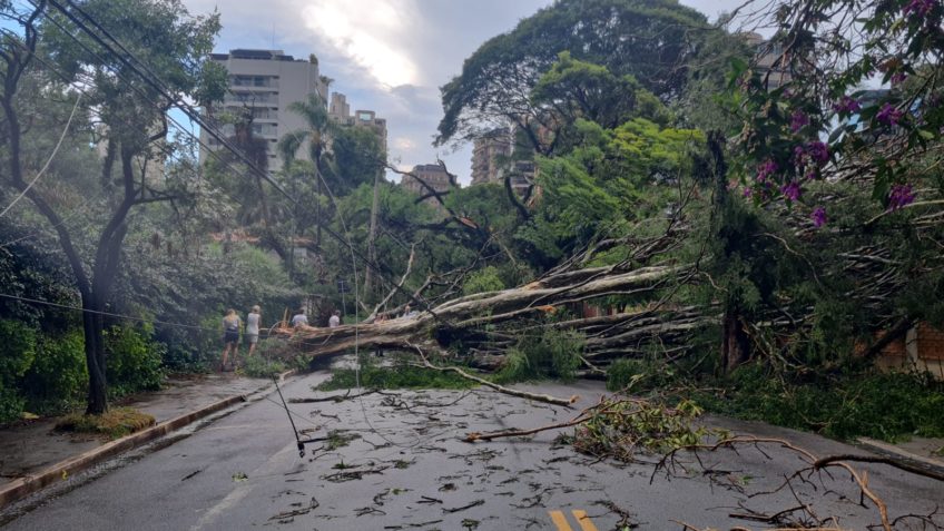 queda de árvore em São Paulo