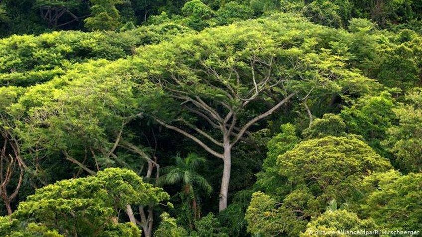Mata Atlântica