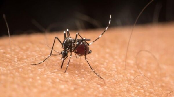 Aedes aegypti é reconhecido por sua coloração escura com listras brancas ao longo do corpo e pernas; ele é menor que outros mosquitos comuns e é diurno — Foto: GETTY IMAGES via BBC