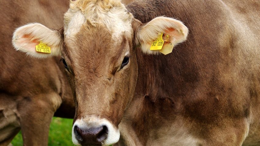 vaca marcada