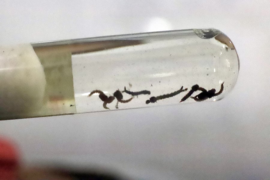 Mosquito da dengue
