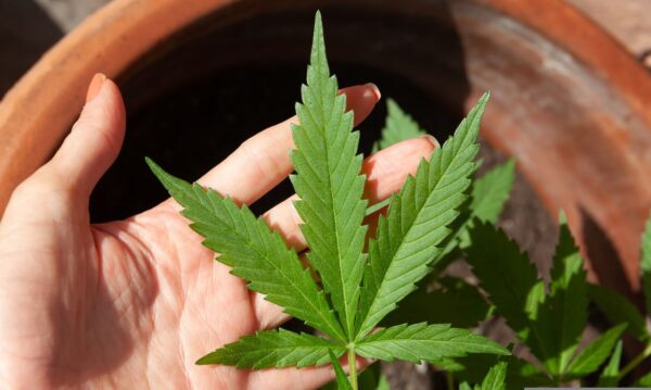 23/06/2023 - óleo de canabis, canabidiol, cbd, thc. Foto: lovingimages/ Pixabay