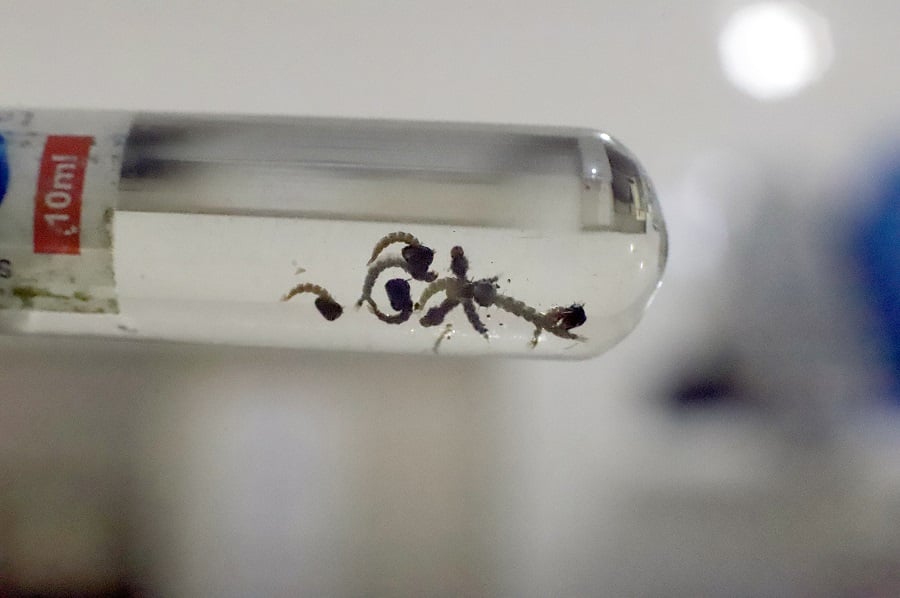 Ministério da Saúde incorpora vacina contra a dengue no SUS | Foto: Alex Régis