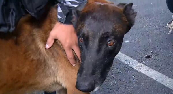 Cão fúria, da polícia penal do Mato Grosso, será usado em buscas por fugitivos da Penitenciária Federal de Mossoró — Foto: Inter TV Cabugi/Reprodução