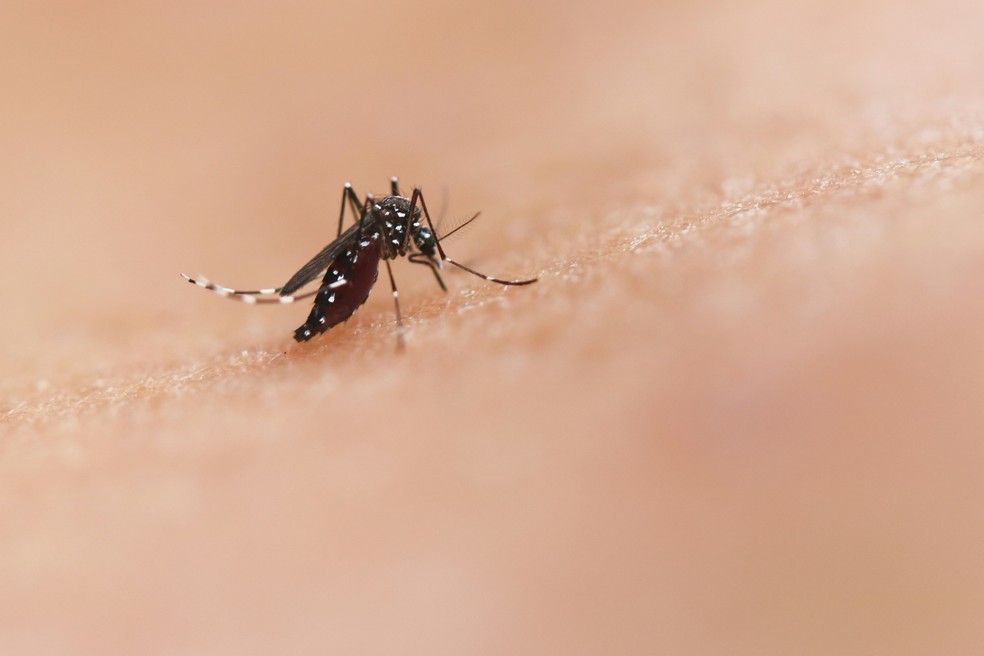 Mosquito transmissor da dengue — Foto: National Institute of Allergy and Infectious Diseases/ Unsplash