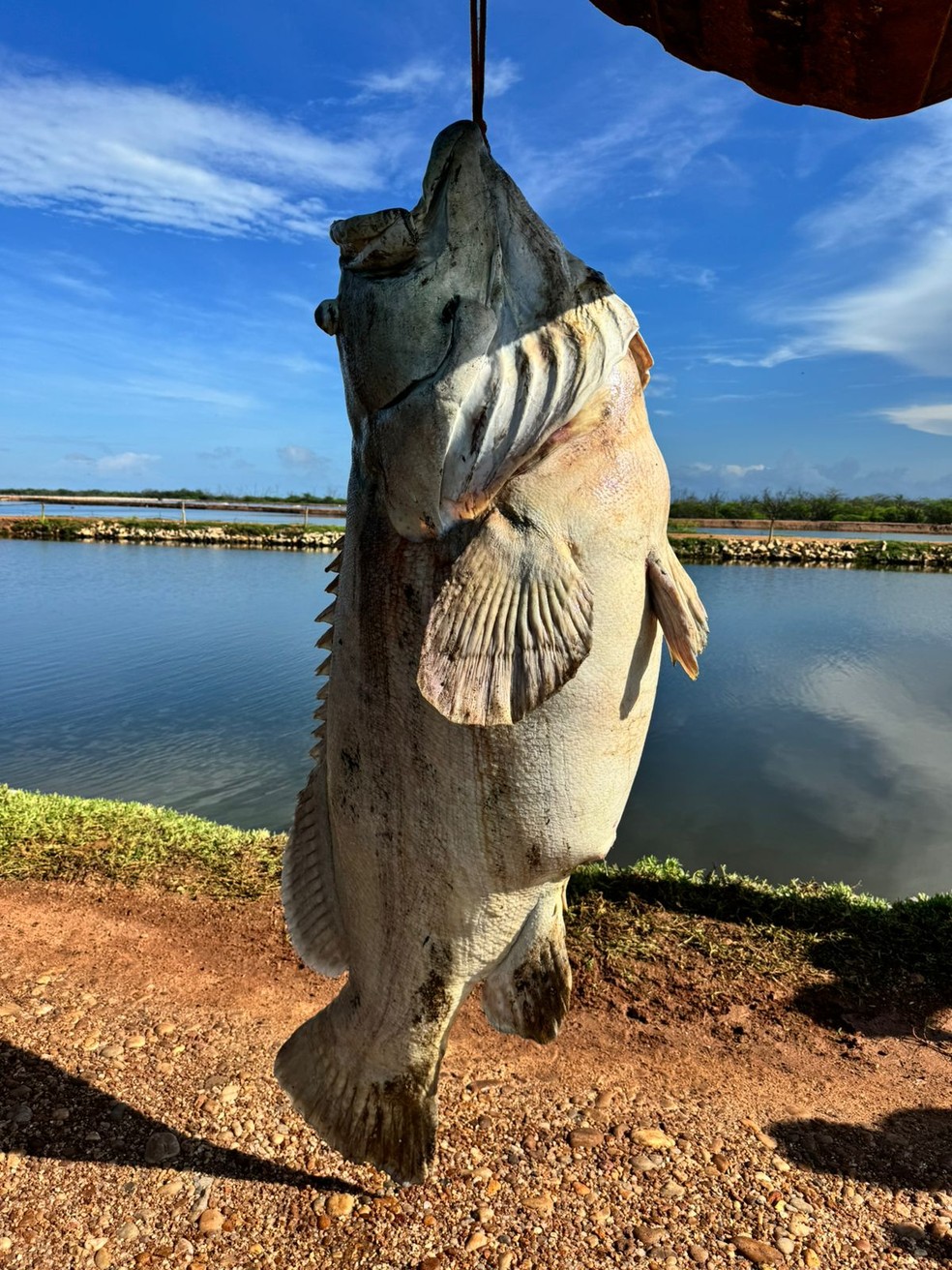 Peixe da espécie Mero encontrado em fazenda do RN — Foto: Cedida