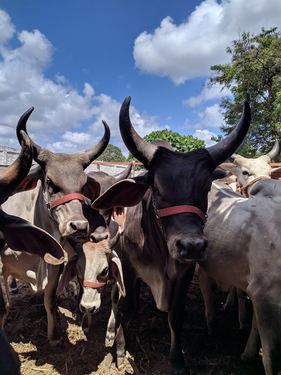 Bovinos e bubalinos devem ser vacinados até dia 30 de abril no RN — Foto: Idiarn/Divulgação