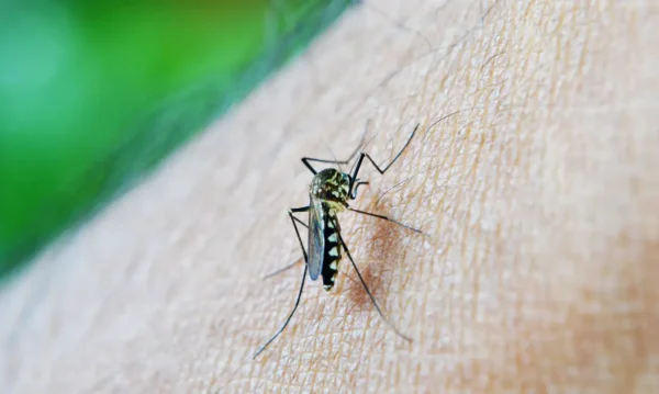 Mosquito da Dengue, Aedes Aegypti, picada. Foto: nuzeee/Pixabay