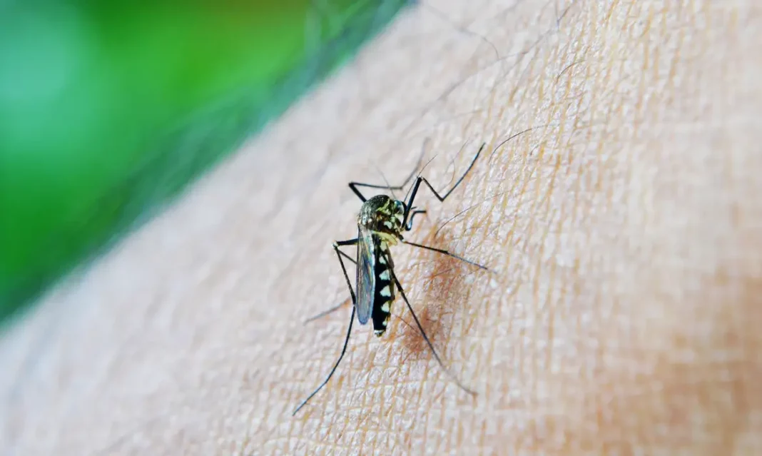 Governo vai enviar vacinas contra dengue para mais 29 municípios | | Foto: nuzeee/Pixabay
