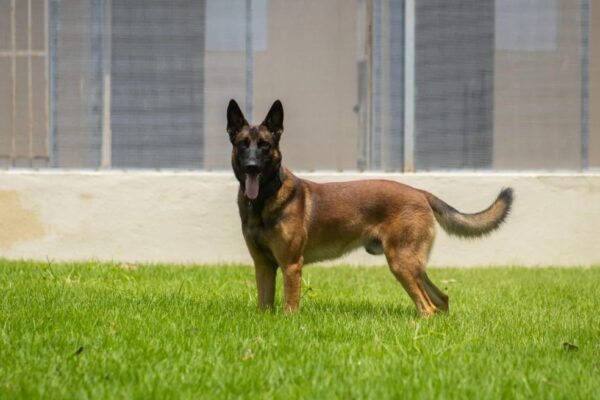 Dragon tinha pouco mais de 2 anos de idade — Foto: Divulgação/Polícia Civil