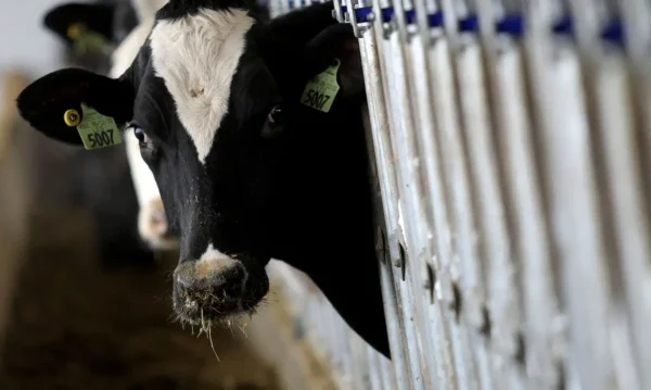 Vacas leiteiras em Ashland, Ohio
12/12/2014 REUTERS/Aaron Josefczyk