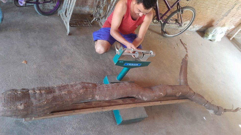Agricultor colhe macaxeira de 44 quilos e mais de 3 metros no interior do RN — Foto: Arquivo pessoal
