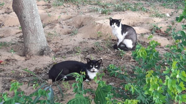 Gatos de rua na Zona Sul de Natal RN Rio Grande do Norte — Foto: Sérgio Henrique Santos/Inter TV Cabugi