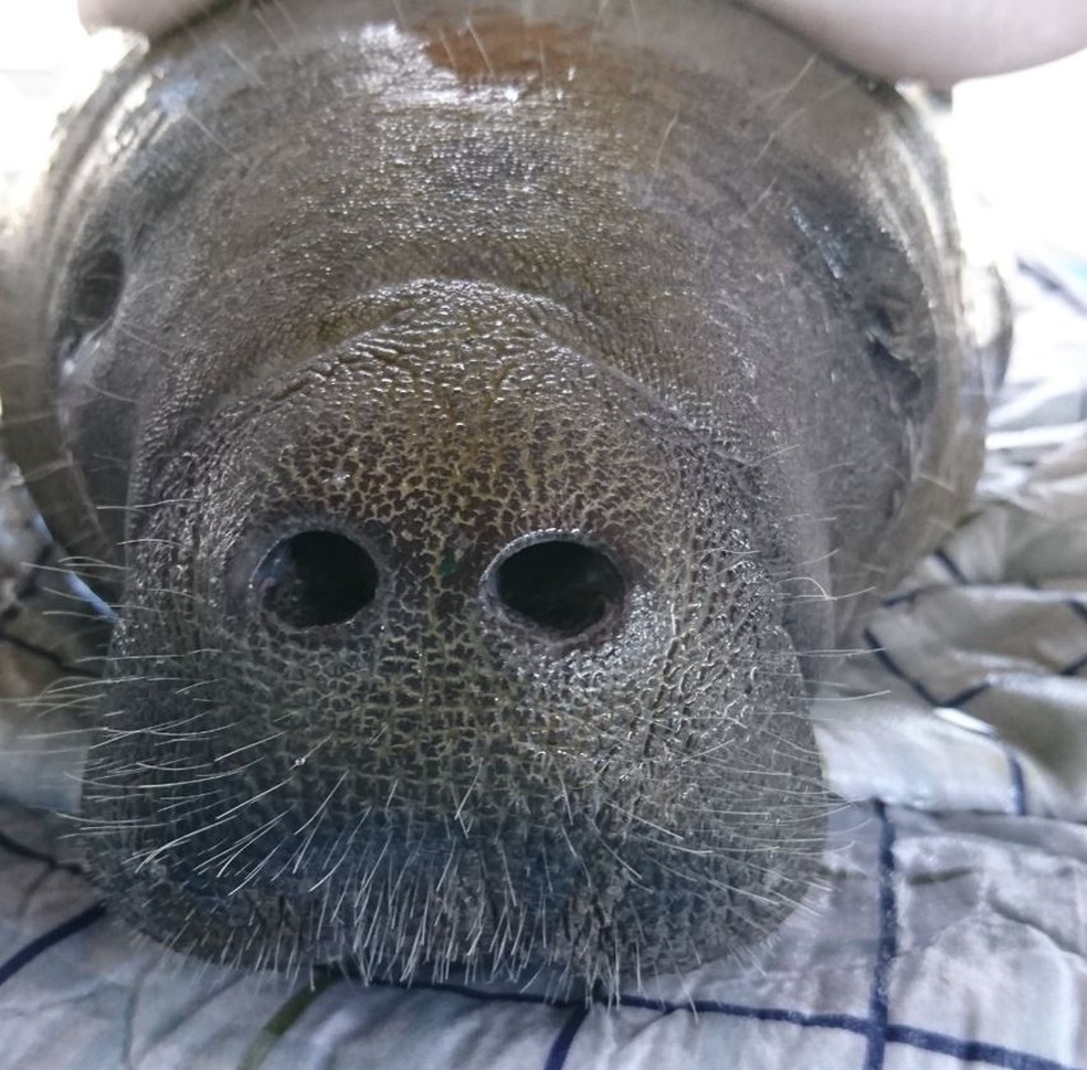 Peixe-boi Angelina foi solta no mar após 2 anos de reabilitação no RN — Foto: Divulgação