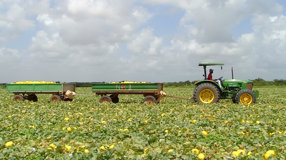 Produção de melão no Rio Grande do Norte — Foto: Inter TV Costa Branca